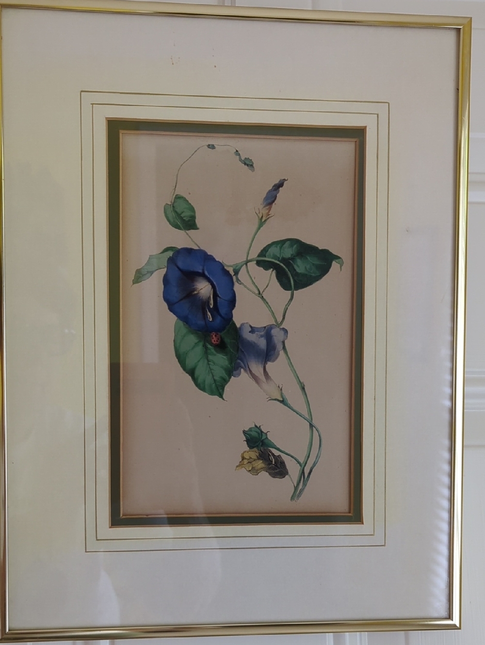 Morning Glory Framed Botanical Lithograph.